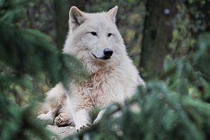 arctic wolf, animal, zoo