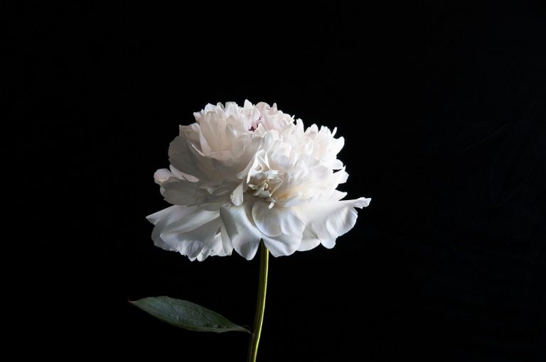 peony, white, floral