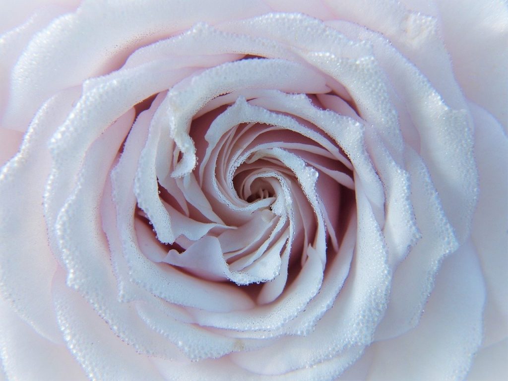 rose, white, pink