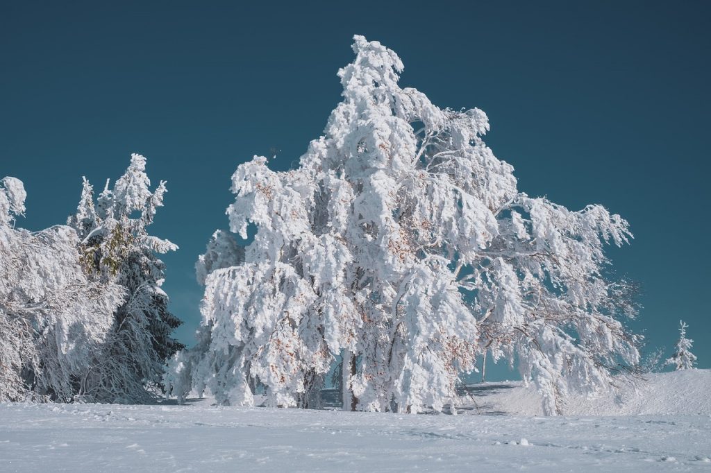 wintry, tree, beech