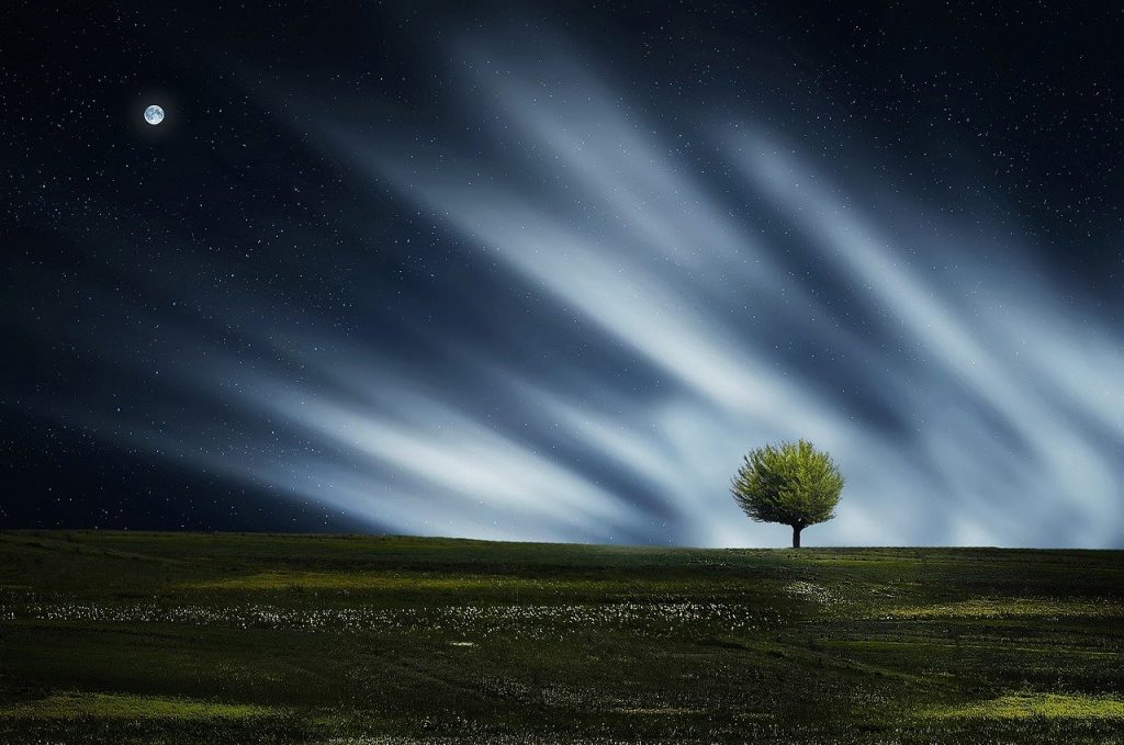 tree, field, moon