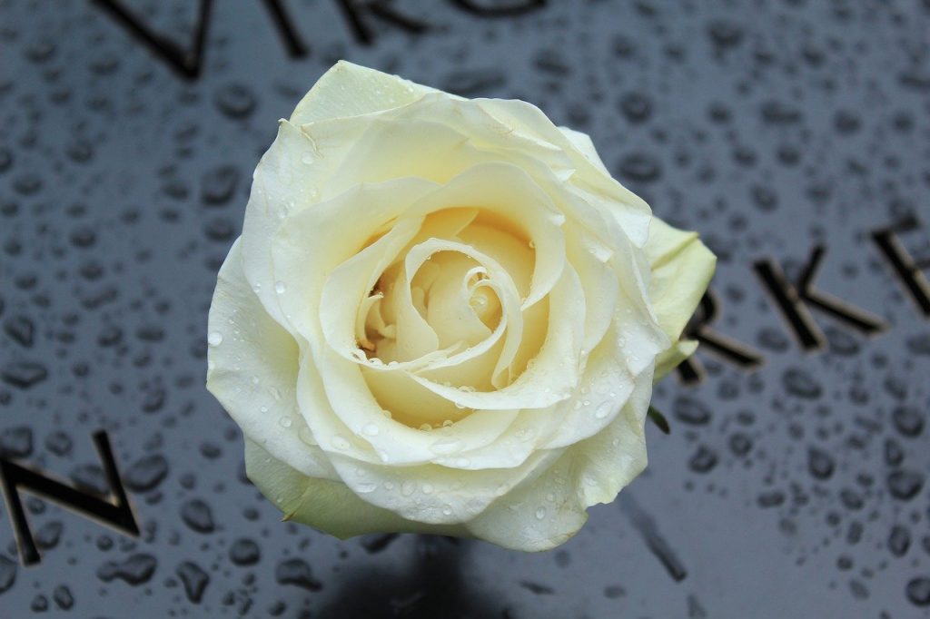 white rose, flower, dew